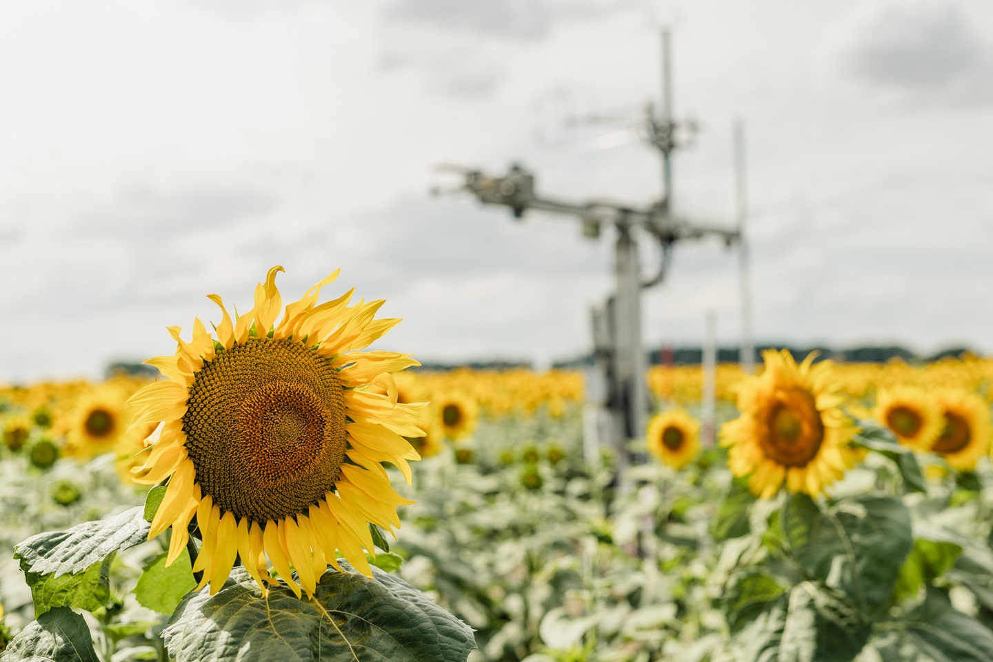 An eddy covariance station in the middle of a sun flower field
