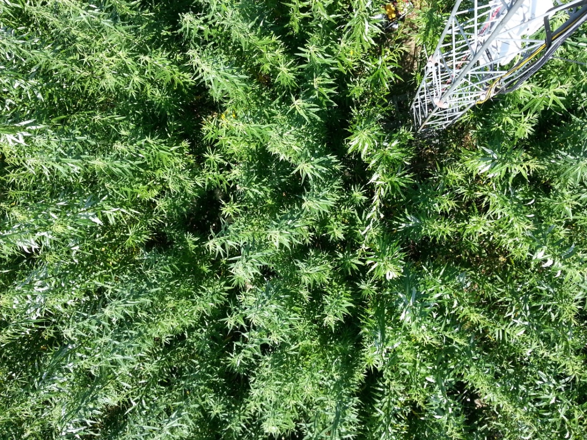 The station is a short-rotation willow coppice, planted in 2009. Since 2016, the plantation has been managed organically without pesticides.