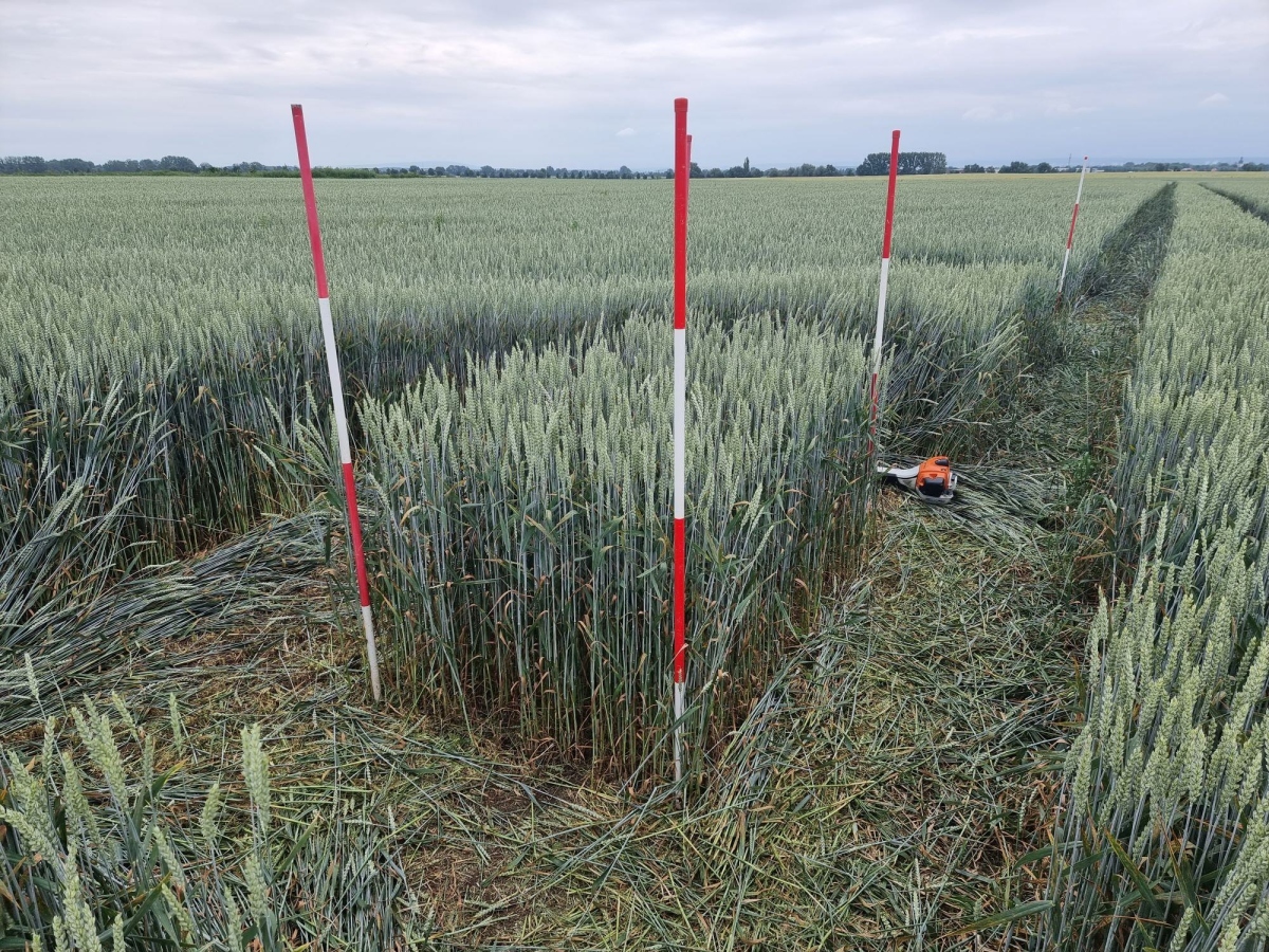 Field of winter wheat