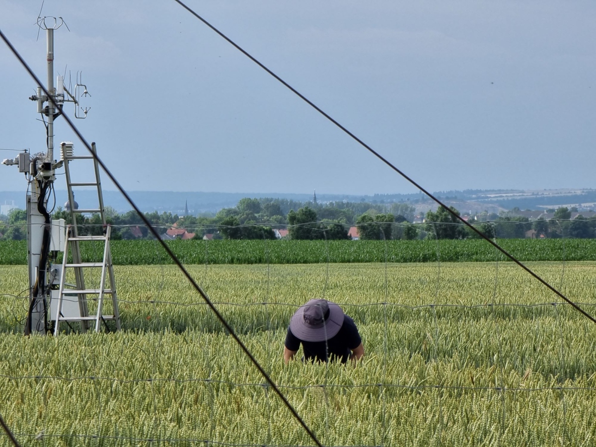 Researcher working in the field