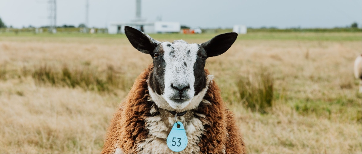 Photo of a sheep