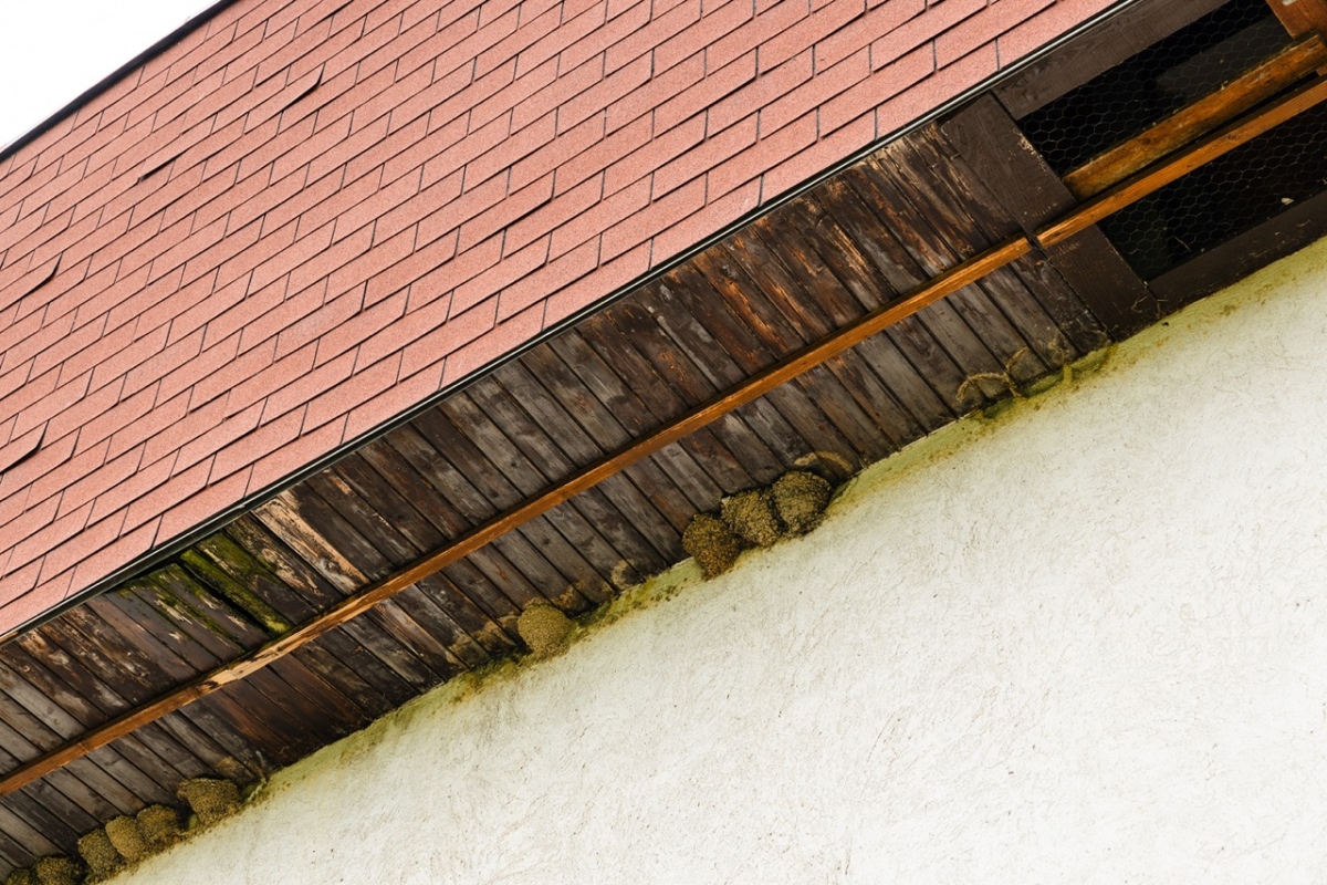 bird's nests under the roof 