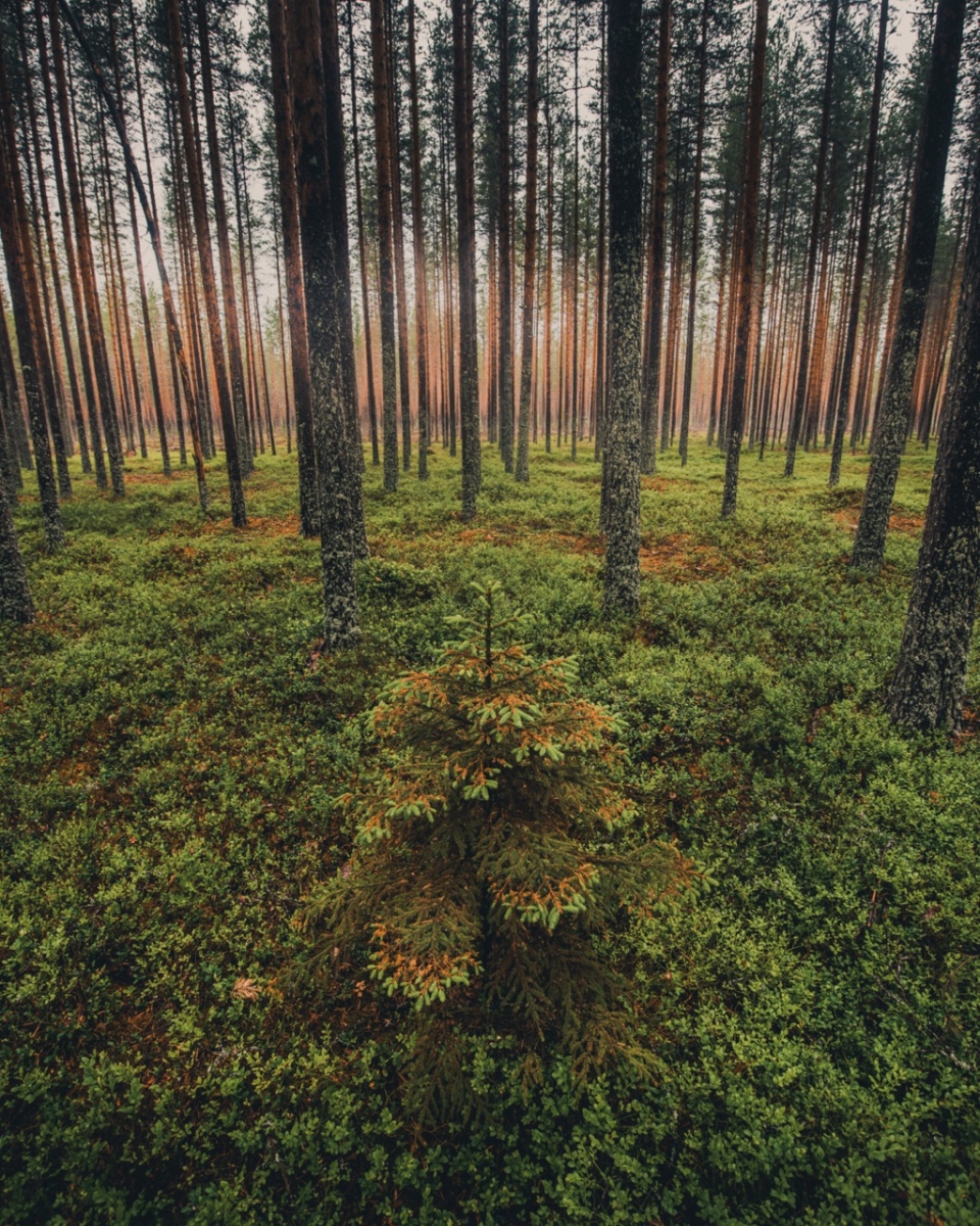 pine trees in boreal forest