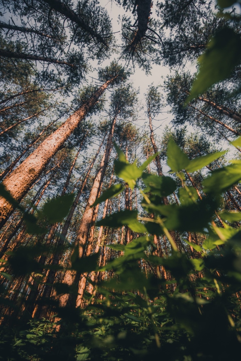 view up to the trees in Czech forest