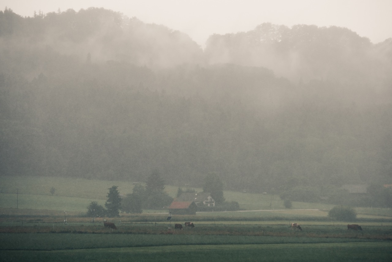 foggy field with cows in the background